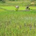 Promote Youth Inclusion in Agriculture – GCA recommends 12 youth in agric