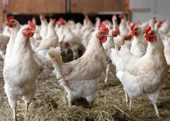 MoFA trains female farmers in improved poultry production 1 Ban on Importation of Poultry Products in Gambia