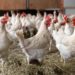 Ban on Importation of Poultry Products in Gambia 11 Chicken