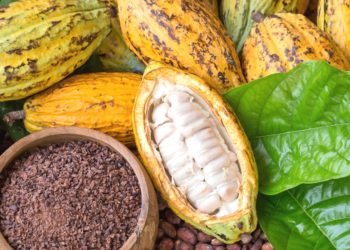 Only about 10% of Ghana’s Cocoa Farmers participates in sustainability programs 1 Cocoa beans