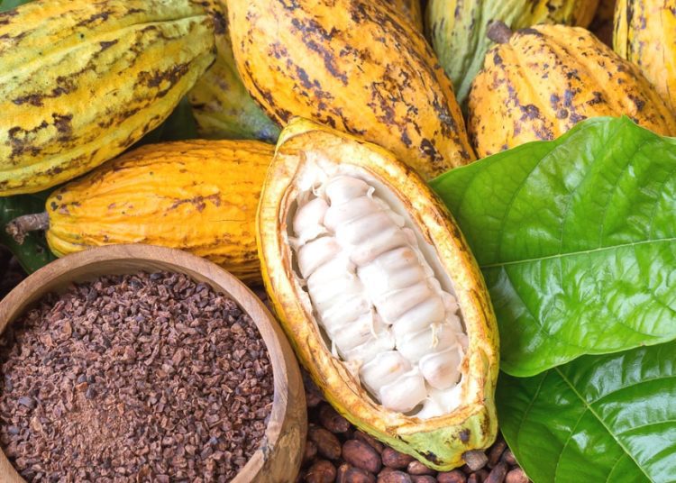 Cocoa beans