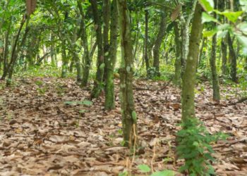ASASE Project Launched to Support Climate Smart Cocoa and Thriving Forest 1 Cocoa Trees