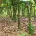 Cocoa Trees