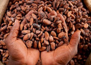 AfDB supports Ivorian smallholder cocoa farming communities 3 Cocoa Beans