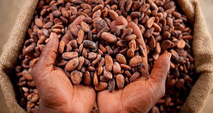 AfDB supports Ivorian smallholder cocoa farming communities 1 Cocoa Beans