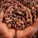 AfDB supports Ivorian smallholder cocoa farming communities 11 Cocoa Beans
