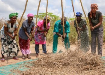 Smallholder farmers threshing soya manually.