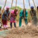 Smallholder farmers threshing soya manually.