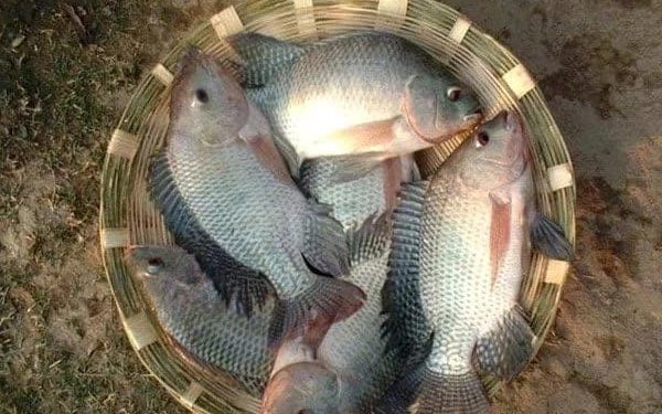 Tilapia FIsh