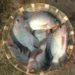 Tilapia FIsh