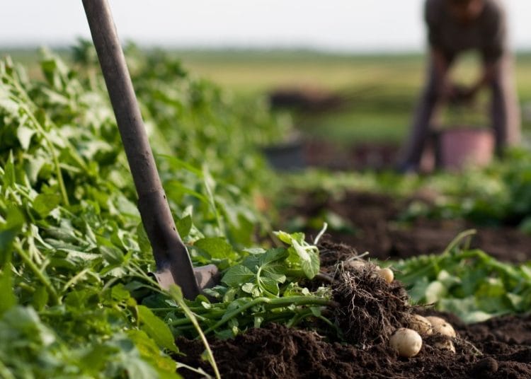PFAG trains farmers on agroecology in Western Region 1 Agroecology
