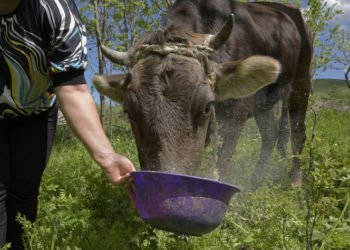 Global Food prices rise sharply in January 2021