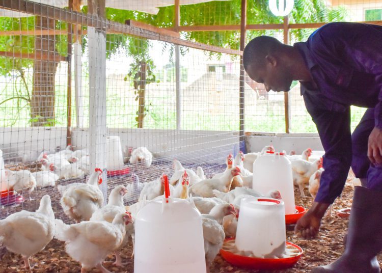USDA-GPP inaugurates Community-Based Animal Health Workers 1 Cost Effective Broiler Production Demonstration