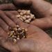 Local seed