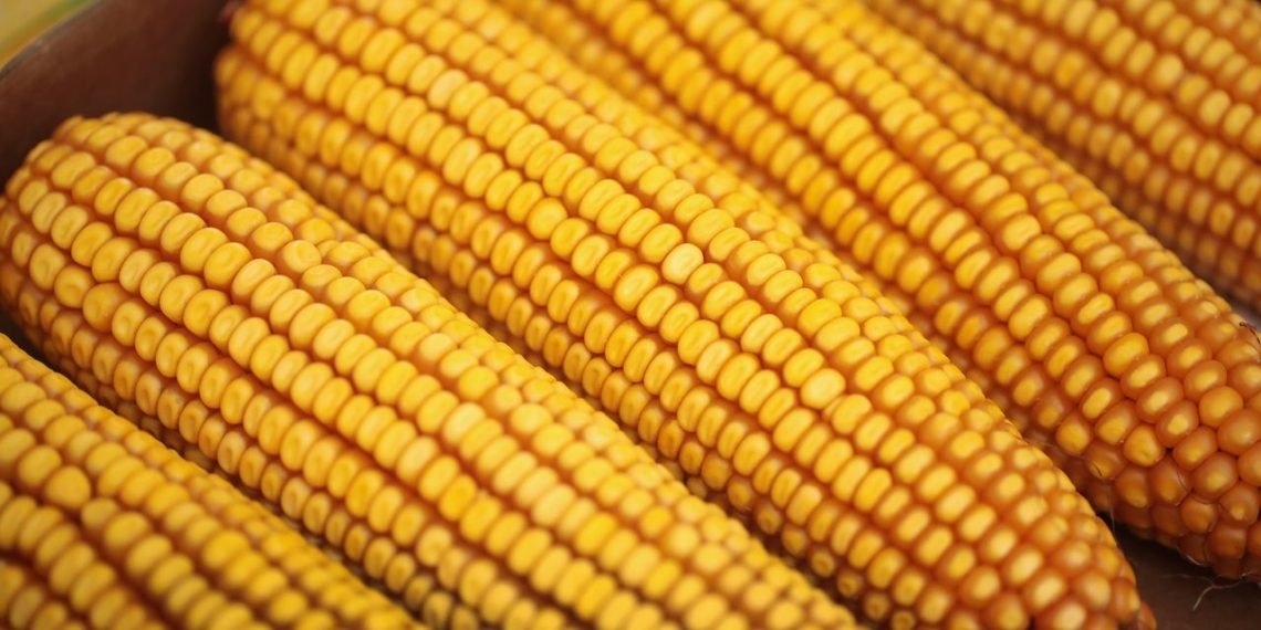 GAPFA calls for strategies to curb maize shortage 1 social