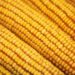GAPFA calls for strategies to curb maize shortage 11 social