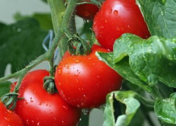 tomatoes 1561565 960 720 e1562034859940