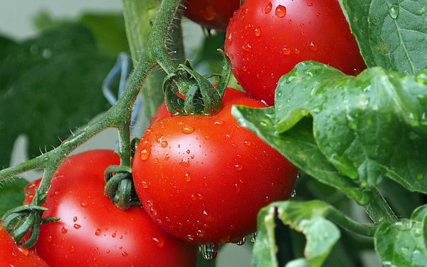 tomatoes 1561565 960 720 e1562034859940