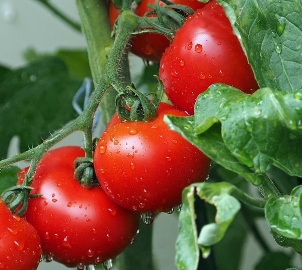 tomatoes 1561565 960 720 e1562034859940