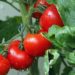 Build production capacity of tomato farmers to reduce importation - FVPAG to Gov’t 11 tomatoes 1561565 960 720 e1562034859940