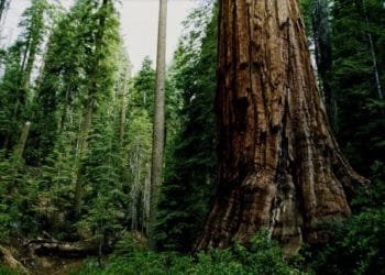 Forestry Commission calls on Chiefs to revive taboos to protect wildlife and forests 2 1129201780613 410843630942 8417022250230