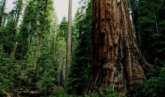 Forestry Commission calls on Chiefs to revive taboos to protect wildlife and forests 1 1129201780613 410843630942 8417022250230
