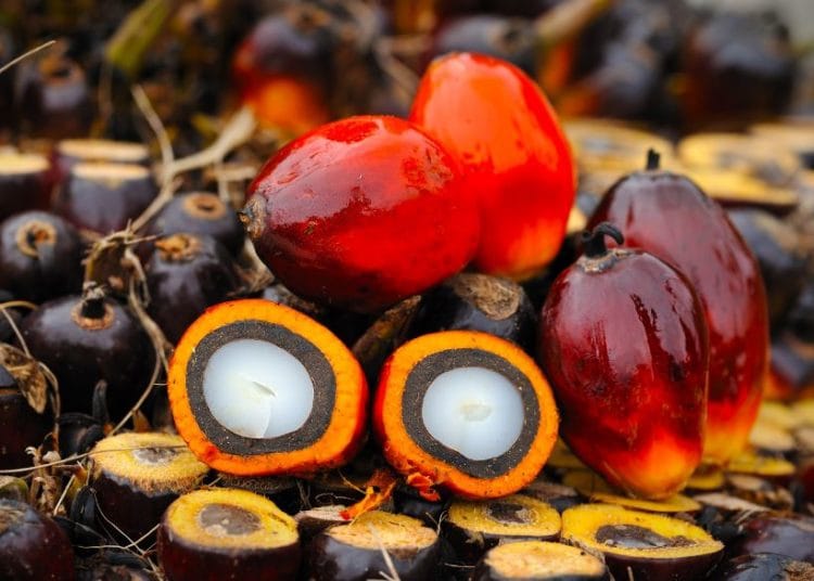 A cross sectional view of a palm fruit.