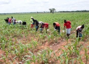 KAC engages youth in Horticulture 5 Youth in Agriculture