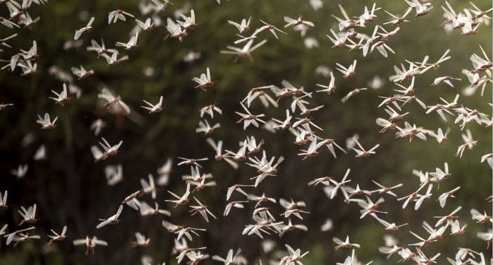Swarms of the desert locusts invaded Kenya in 2020, menacing
food security and agricultural livelihoods.