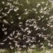 Swarms of the desert locusts invaded Kenya in 2020, menacing
food security and agricultural livelihoods.