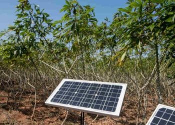 Solar technology helps women farmers in Tanzania cut post-harvest losses