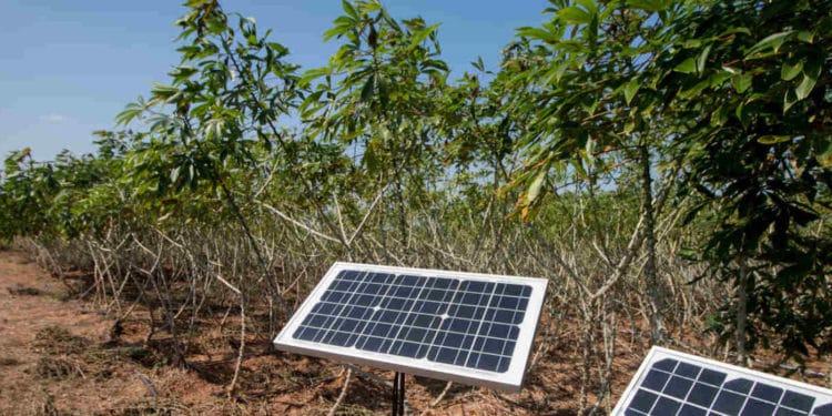 Solar technology helps women farmers in Tanzania cut post-harvest losses 1 Solar technology helps women farmers in Tanzania cut post-harvest losses
