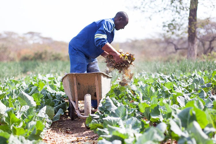 A farmer in a vegetable field.