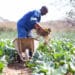 Agricultural Sector to grow at 4% in 2021 12 A farmer in a vegetable field.
