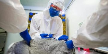 Russia registers 'world's first coronavirus vaccine for animals'