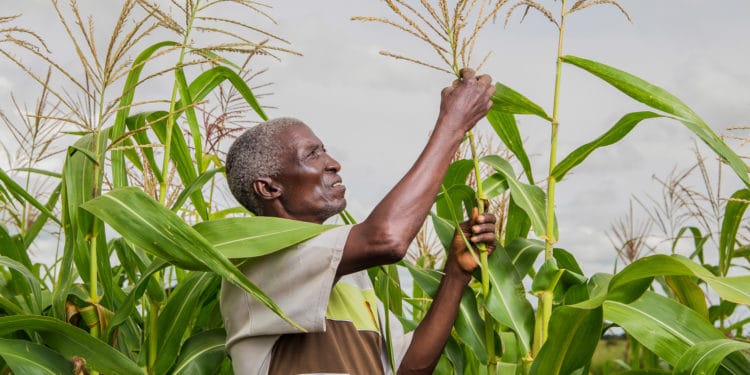 Smallholder farmer in a maize farm