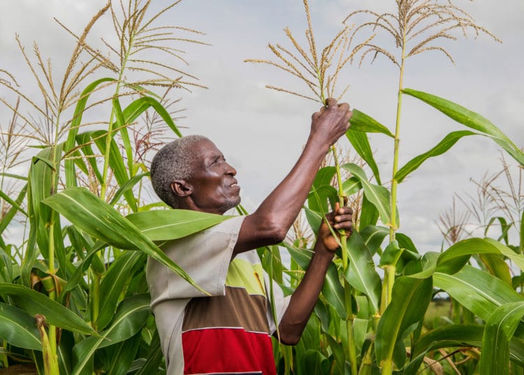 MoFA urges farmers to join agricultural cooperatives 1 Smallholder farmer in a maize farm