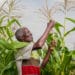 Smallholder farmer in a maize farm