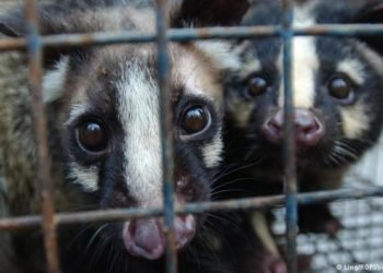 WHO calls for ban on sale of live wild animals in food markets
