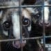 WHO calls for ban on sale of live wild animals in food markets 11 WHO calls for ban on sale of live wild animals in food markets