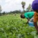 WIAD urges women farmers to add value to their products
