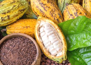 European Union threatens to boycott Ghana Cocoa