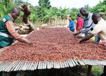 COCOBOD set to assess its Productivity Enhancement Programmes (PEPS) in May 10 Cocoa Farmers