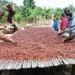 COCOBOD set to assess its Productivity Enhancement Programmes (PEPS) in May 12 Cocoa Farmers