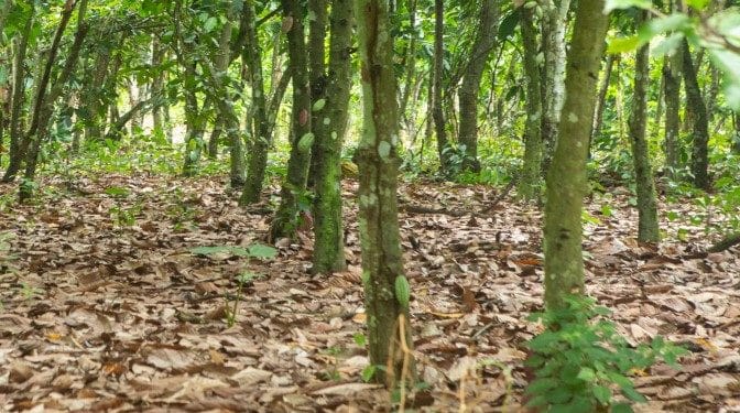 New partnership to protect and restore forests in cocoa growing areas 1 Cocoa Farm