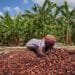 Cocoa farmer