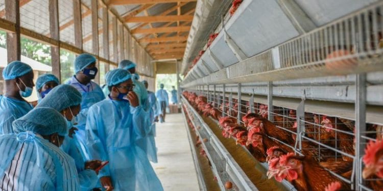 GPP holds a mentorship and business boot camp for young entrepreneurs 1 Young entrepreneurs under the Poultry Mentorship Program