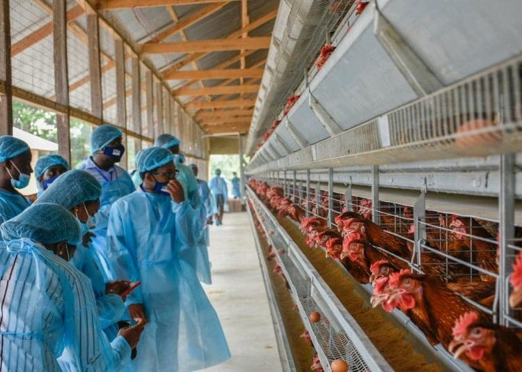 GPP holds a mentorship and business boot camp for young entrepreneurs 1 Young entrepreneurs under the Poultry Mentorship Program