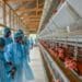 Young entrepreneurs under the Poultry Mentorship Program
