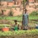 Farmers in the world’s largest
food crisis, DR Congo.